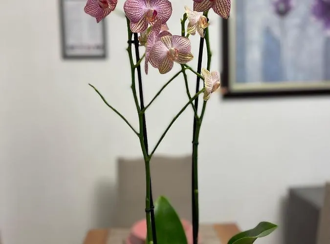 Daire Arteg - Premium *